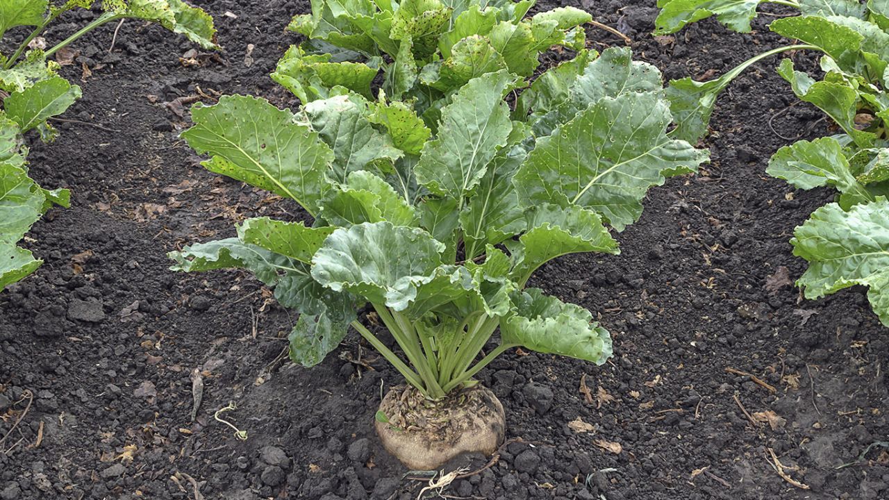 Ressourcenschonende Hefe-Herstellung bei UNIFERM